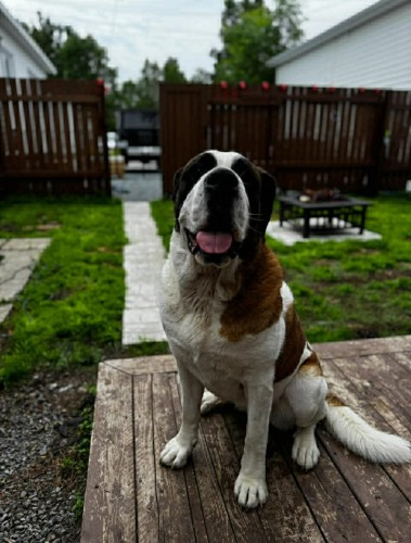 Cour - 12 Rue Guy, Rouyn-Noranda, QC - Outdoor With Deck Patio Veranda