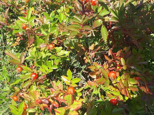 75 Evanston Rd, Cleveland, NS 