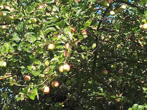 75 Evanston Rd, Cleveland, NS 