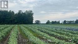 11 TUCKER STREET Southwest Middlesex, ON N0L 1Z0