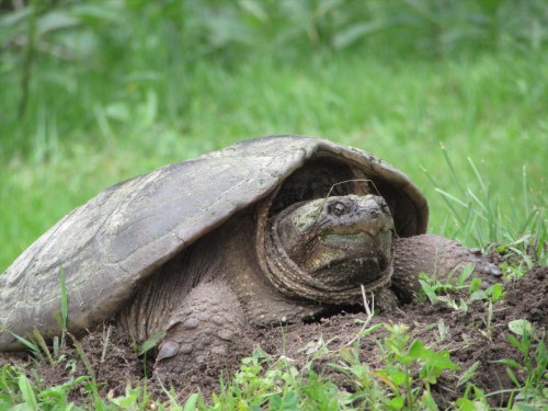 Autre - 428 Rue Brookside, Hudson, QC - Outdoor