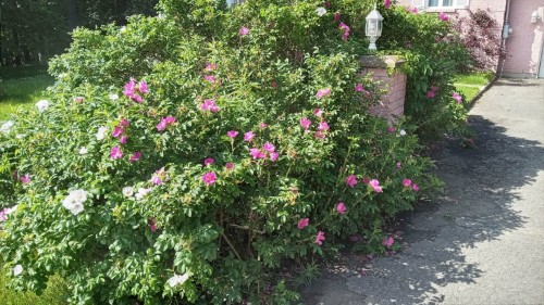 Extérieur - 908 Rue Raymond-Pilon, Saint-Jérôme, QC - Outdoor