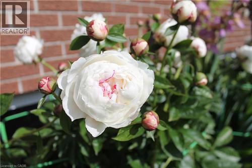 449 Greenfield Avenue, Kitchener, ON - 