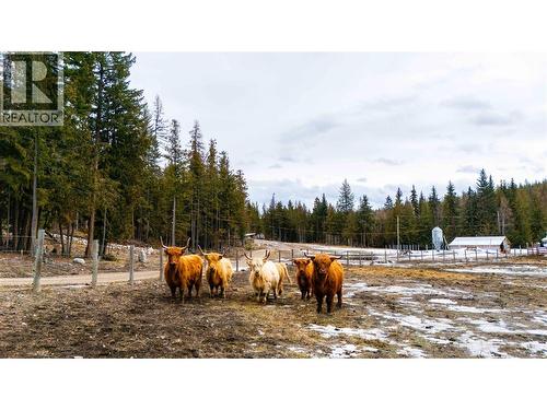 Highland Cattle Negotiable - 475 Bluenose Road, Coldstream, BC 