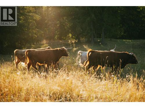 Highland Cattle Negotiable - 475 Bluenose Road, Coldstream, BC 