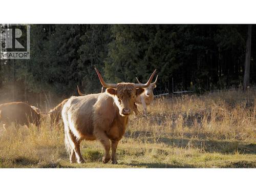 Highland Cattle on Site - 475 Bluenose Road, Coldstream, BC 