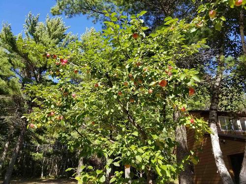 76 Ojibway Drive, Eagle River, ON - Outdoor