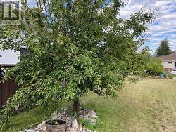 Pear tree - 