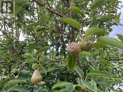 Pear tree - 