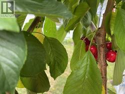 Cherry tree - 