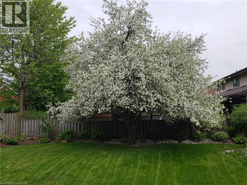 Summer flowering tree - 594 Hunters Place, Waterloo, ON - Outdoor