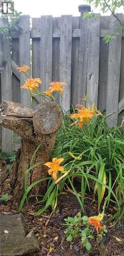 Summer orange flowers - 594 Hunters Place, Waterloo, ON - Outdoor