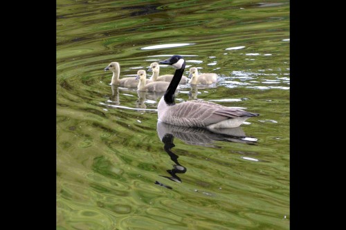Vue sur l'eau - 218 Ch. Potvin, Duhamel, QC 
