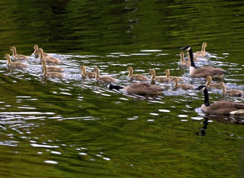 Vue sur l'eau - 218Z Ch. Potvin, Duhamel, QC - Outdoor With View