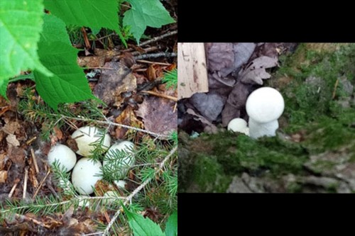 Extérieur - 218Z Ch. Potvin, Duhamel, QC - Outdoor