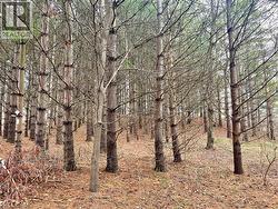 000 MAPLE GROVE Road Scotland, ON N0E 1R0