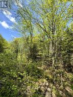 0 SALMON TROUT LAKE ROAD Hastings Highlands (Monteagle Ward), ON K0L 1C0