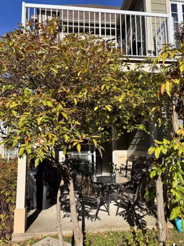 Balcon - 103-33 Mtée Victor-Nymark, Saint-Sauveur, QC - Outdoor