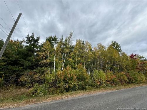 - Blueberry Lane, Codys, NB 