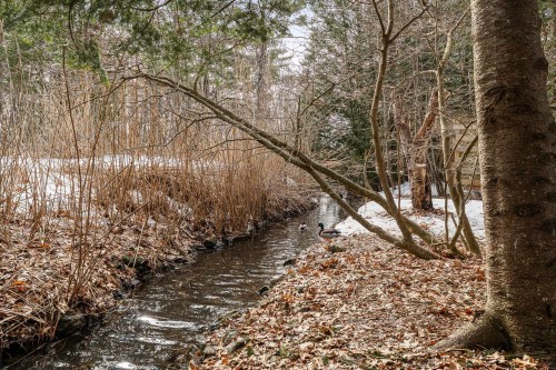 Terre/Terrain - 2049 Rue Pierre-Hamel, Magog, QC - Outdoor With View