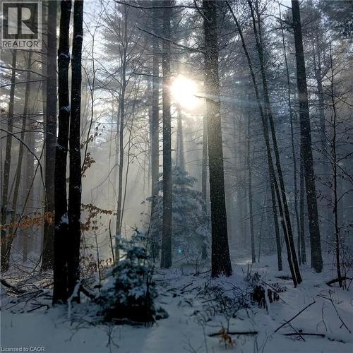 Snowy landscape featuring the woods on the Property - 535 Mcdowell Road E, Simcoe, ON - Outdoor With View
