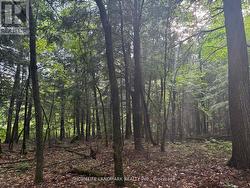 153 ACRES PARCEL 18476 Timmins, ON P4N 2C7