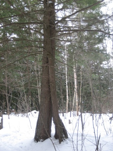 Boisé - 39 Ch. Du Flood, Lac-Du-Cerf, QC 