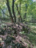 0WEST ROAD ALLOWANCE ROAD Havelock-Belmont-Methuen (Belmont-Methuen), ON K0L 1Z0