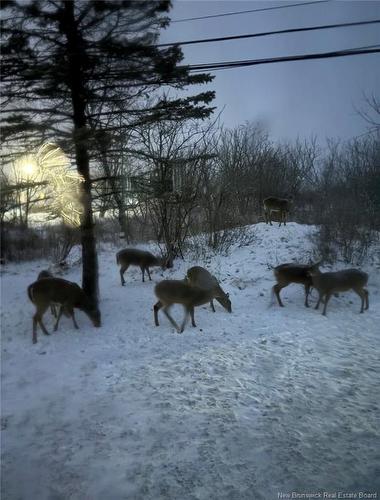 496 Argyle St, Saint John, NB 