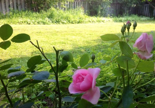 Cour - 188 Av. Rowan, Beaconsfield, QC - Outdoor