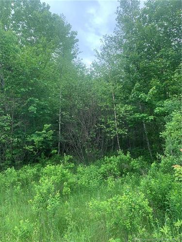 Land Route 3, Dewolfe, NB 
