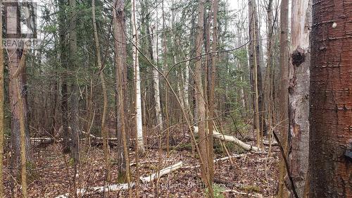 6125 Second Concession Road, Clearview, ON 