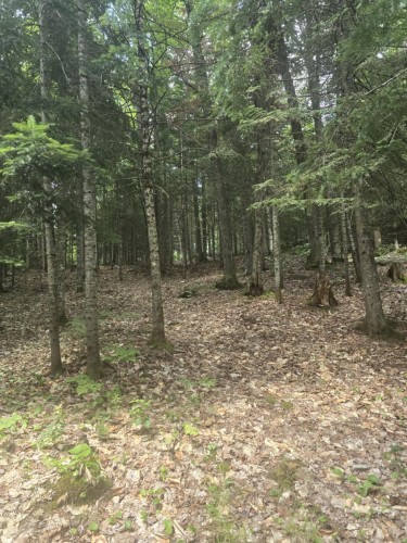 Boisé - Rue Des Cèdres, Chertsey, QC 