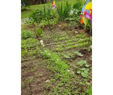 Garden - 