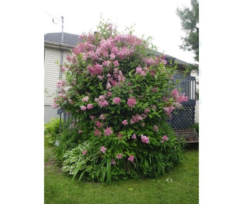Garden - 310 Rue Mary, Lachute, QC - Outdoor