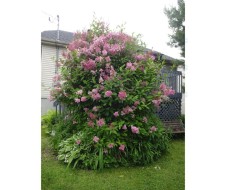 Garden - 