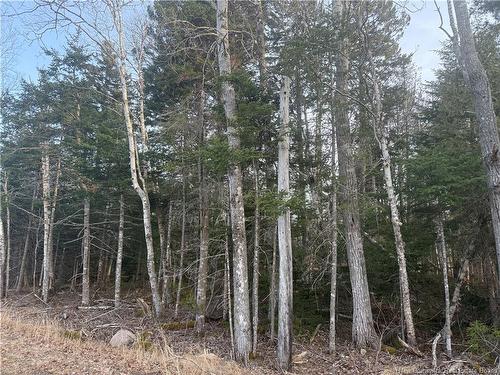 -- Mckay Loop Rd, Pennfield, NB 