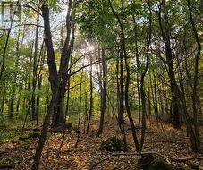 N/A SIMPSON Grey Highlands, ON N0C 1E0