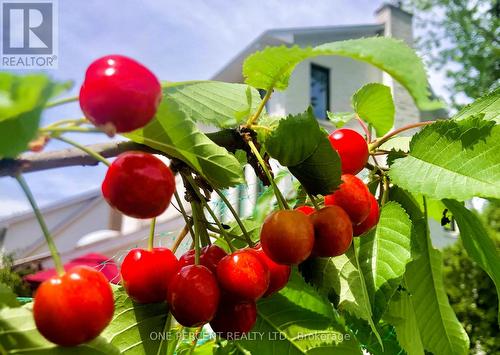60 Pontiac Street, Ottawa, ON - Outdoor