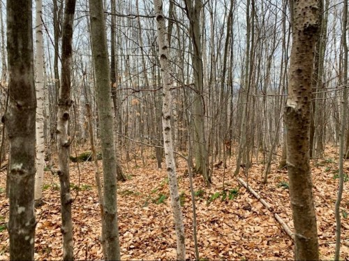 Terre/Terrain - Ch. Des Merles, Potton, QC 