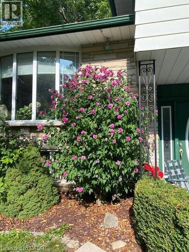 Rose of Sharon Bush - 564 Glen Manor Boulevard, Waterloo, ON - Outdoor