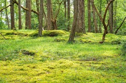 Lot 88 Sockeye Dr  Mudge Island, BC V0R 1X6