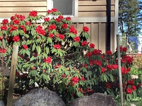 620 Valpy Rd, Quadra Island, BC 