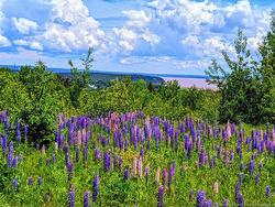 1266 Albert Mines RD  Lower Cape, NB E4H 1X1