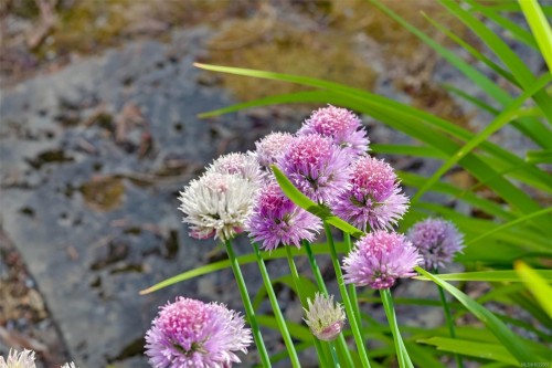 114 Arbutus Rd, Salt Spring, BC 