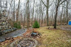peaceful backyard - 