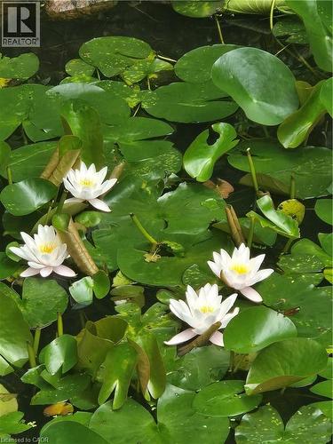 Happy Spring - 557 Stillwater Crescent, Burlington, ON - 