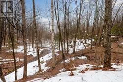 Maple trees - 