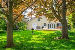 Mature Maple Trees - 