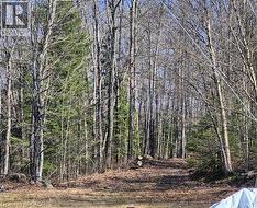 Wooded acreage featuring a mix of deciduous and evergreen trees, a natural ground cover, and a gentle slope - 